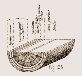 Section de tronc d'arbre