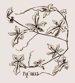 Feuille de bryone