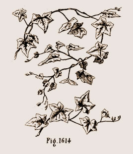 Feuille de lierre